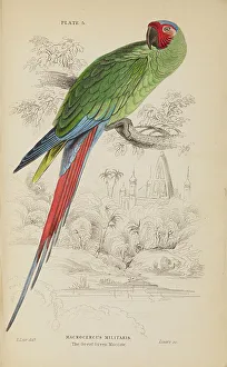 Hiresdigitized Prints: 1835 Antique Art Biology Bird Birds Classification