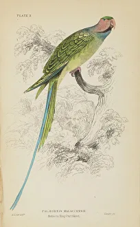 Hiresdigitized Prints: 1835 Antique Art Biology Bird Birds Classification