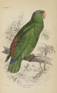 Hiresdigitized Prints: 1835 Antique Art Biology Bird Birds Classification