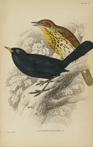 Hiresdigitized Prints: 1835 Antique Art Biology Bird Birds Classification