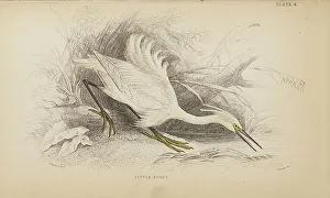 Hiresdigitized Prints: 1835 Antique Art Biology Bird Birds Classification