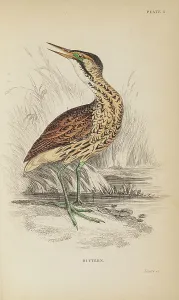 Hiresdigitized Prints: 1835 Antique Art Biology Bird Birds Classification