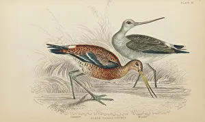 Hiresdigitized Prints: 1835 Antique Art Biology Bird Birds Classification