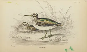 Hiresdigitized Prints: 1835 Antique Art Biology Bird Birds Classification