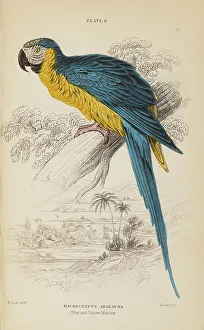Hiresdigitized Prints: 1835 Antique Art Biology Bird Birds Classification