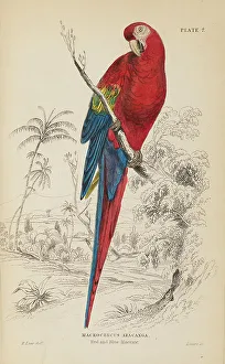 Hiresdigitized Prints: 1835 Antique Art Biology Bird Birds Classification