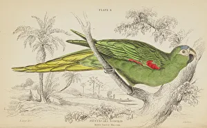 Hiresdigitized Prints: 1835 Antique Art Biology Bird Birds Classification