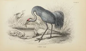 Hiresdigitized Prints: 1835 Antique Art Biology Bird Birds Classification