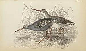 Hiresdigitized Prints: 1835 Antique Art Biology Bird Birds Classification