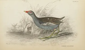 Hiresdigitized Prints: 1835 Antique Art Biology Bird Birds Classification