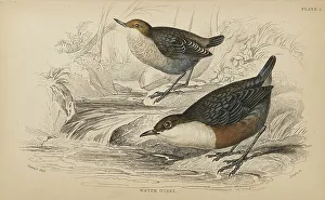 Hiresdigitized Prints: 1835 Antique Art Biology Bird Birds Classification