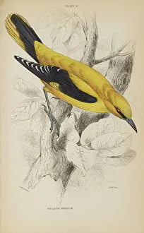 Hiresdigitized Prints: 1835 Antique Art Biology Bird Birds Classification