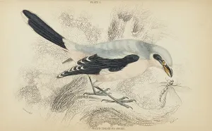 Hiresdigitized Prints: 1835 Antique Art Biology Bird Birds Classification