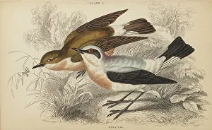 Hiresdigitized Prints: 1835 Antique Art Biology Bird Birds Classification