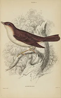 Hiresdigitized Prints: 1835 Antique Art Biology Bird Birds Classification