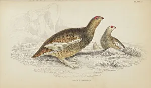 Hiresdigitized Prints: 1835 Antique Art Biology Bird Birds Classification