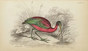 Glossy Prints: 1835 Antique Art Biology Bird Birds Classification