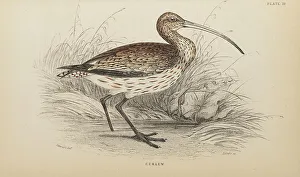 Hiresdigitized Prints: 1835 Antique Art Biology Bird Birds Classification