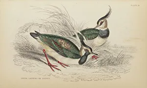 Hiresdigitized Prints: 1835 Antique Art Biology Bird Birds Classification