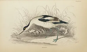 Hiresdigitized Prints: 1835 Antique Art Biology Bird Birds Classification