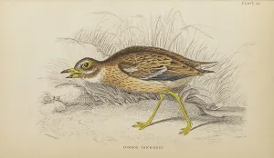 Hiresdigitized Prints: 1835 Antique Art Biology Bird Birds Classification