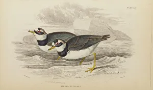 Hiresdigitized Prints: 1835 Antique Art Biology Bird Birds Classification