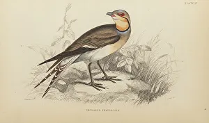 Hiresdigitized Prints: 1835 Antique Art Biology Bird Birds Classification