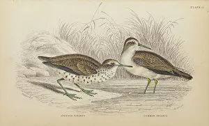 Hiresdigitized Prints: 1835 Antique Art Biology Bird Birds Classification