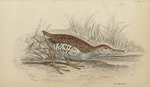 Rail Prints: 1835 Antique Art Biology Bird Birds Classification
