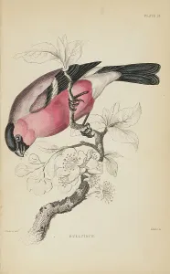 Hiresdigitized Prints: 1835 Antique Art Biology Bird Birds Classification