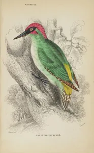 Hiresdigitized Prints: 1835 Antique Art Biology Bird Birds Classification