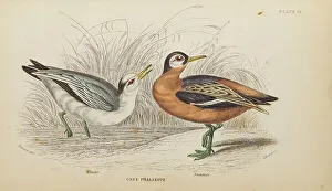 Hiresdigitized Prints: 1835 Antique Art Biology Bird Birds Classification