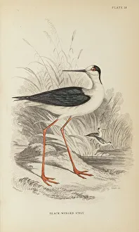 Hiresdigitized Prints: 1835 Antique Art Biology Bird Birds Classification