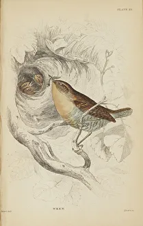 Hiresdigitized Prints: 1835 Antique Art Biology Bird Birds Classification