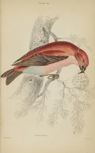 Bill Prints: 1835 Antique Art Biology Bird Birds Classification