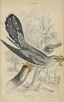 Hiresdigitized Prints: 1835 Antique Art Biology Bird Birds Classification