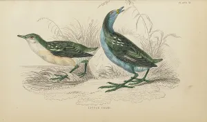 Hiresdigitized Prints: 1835 Antique Art Biology Bird Birds Classification