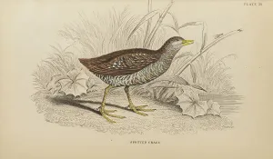 Hiresdigitized Prints: 1835 Antique Art Biology Bird Birds Classification
