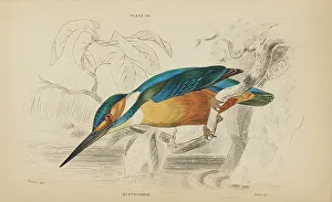 Hiresdigitized Prints: 1835 Antique Art Biology Bird Birds Classification