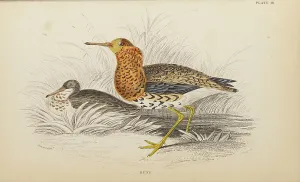 Hiresdigitized Prints: 1835 Antique Art Biology Bird Birds Classification