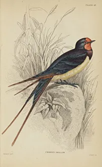 Hiresdigitized Prints: 1835 Antique Art Biology Bird Birds Classification