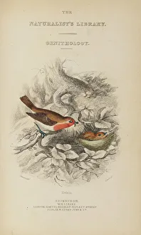 Hiresdigitized Prints: 1835 Antique Art Biology Bird Birds Classification