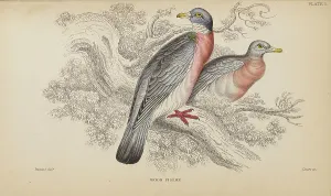 Trending: 1835 Antique Art Biology Bird Birds Classification