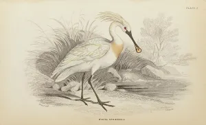 Hiresdigitized Prints: 1835 Antique Art Biology Bird Birds Classification
