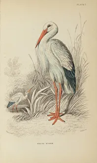 Hiresdigitized Prints: 1835 Antique Art Biology Bird Birds Classification