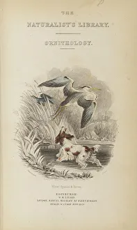 Hiresdigitized Prints: 1835 Antique Art Biology Bird Birds Classification