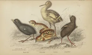 Hiresdigitized Prints: 1835 Antique Art Biology Bird Birds Classification