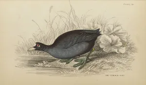 Hiresdigitized Prints: 1835 Antique Art Biology Bird Birds Classification