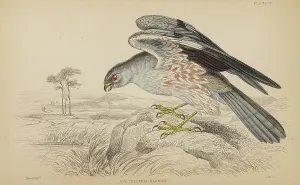 Hiresdigitized Prints: 1835 Antique Art Biology Bird Birds Classification