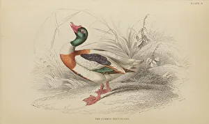 Naturalists Prints: 1835 Antique Art Biology Bird Birds Classification